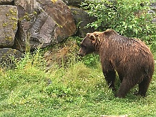 IMG_2625 Alaska Wildlife Conservation Center Bear